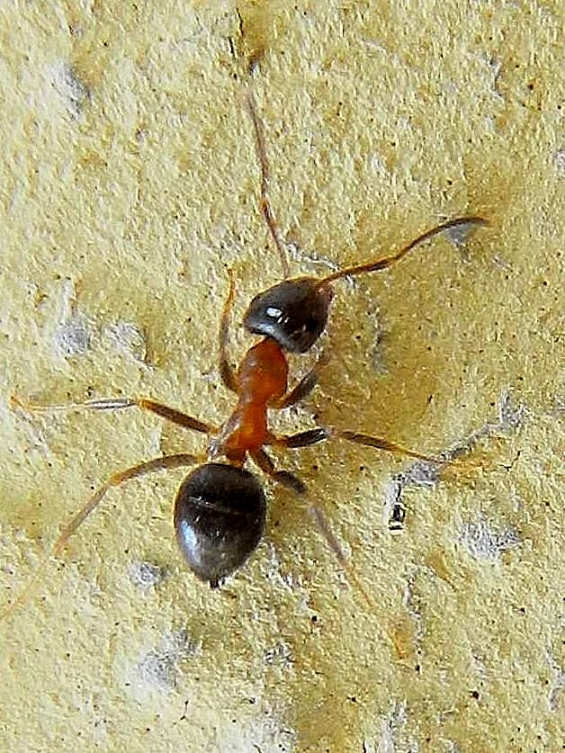 Lasius sp.